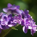 紫陽花（あじさい）
