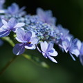 写真: 紫陽花（あじさい）