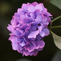 写真: 姫紫陽花（ひめあじさい）