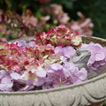 紫陽花の手水鉢