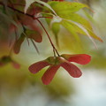 写真: 紅葉の種