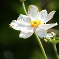 写真: 秋明菊（しゅうめいぎく）