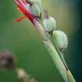 写真: ダンドクの花と実