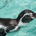 写真: ペンギン