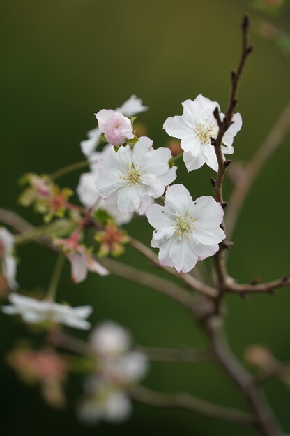十月桜（じゅうがつざくら）