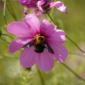 花とクマバチ