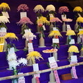 写真: 三渓園菊花展２０２３
