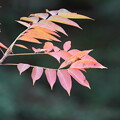 写真: ハゼノキの紅葉