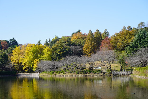 写真: 秋の三ッ池公園