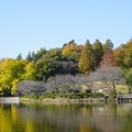 秋の三ッ池公園