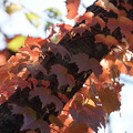 写真: 蔦の葉の紅葉