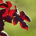 写真: 葡萄の葉の紅葉