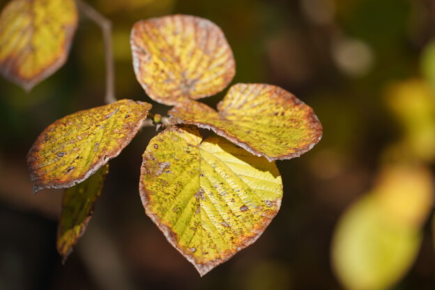 写真: 土佐水木の紅葉