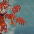 Photos: ハゼノキの紅葉