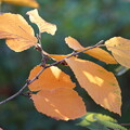 マンサクの葉の紅葉
