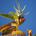 写真: 栗の葉の紅葉