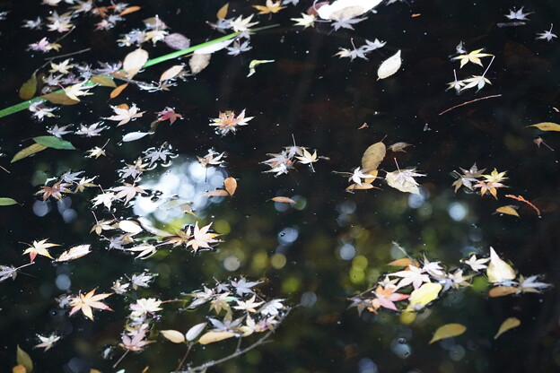 写真: 池に落ちた枯葉