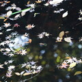 池に落ちた枯葉