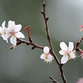 冬桜（ふゆざくら）