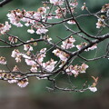 写真: 寒桜（かんざくら）