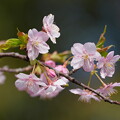 河津桜（かわずさくら）