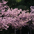 写真: 河津桜（かわずさくら）