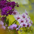 写真: 蘭の花々