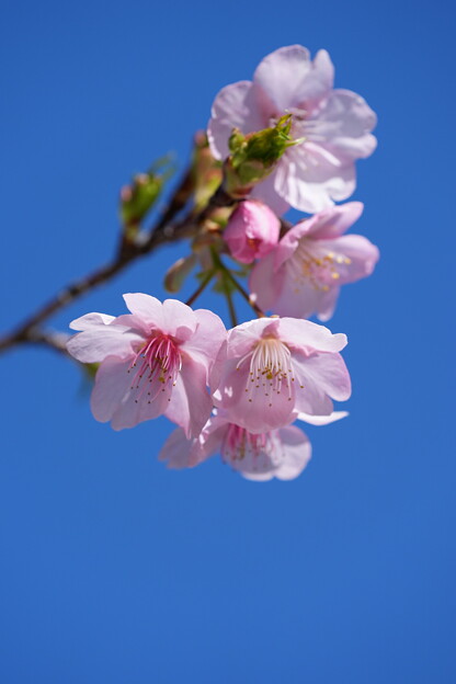 大漁桜（たいりょうさくら）