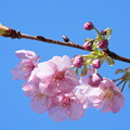 写真: 河津桜（かわずさくら）