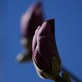 写真: 紫木蓮（しもくれん）