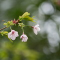 写真: 玉縄桜（たまなわざくら）