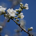 写真: 白い花桃