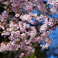 写真: 大漁桜（たいりょうざくら）