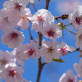 写真: 大漁桜（たいりょうさくら）