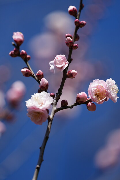 写真: 桜梅（さくらばい）