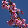 写真: おかめ桜