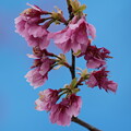 写真: 大寒桜（おおかんざくら）