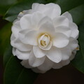 写真: 白菊（しらぎく）
