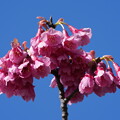 写真: 寒緋桜（かんひざくら）