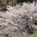 山桜（やまざくら）