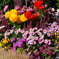 写真: 早春の花壇