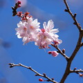 写真: 十月桜（じゅうがつざくら）