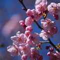 写真: 陽光桜（ようこうざくら）