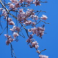 枝垂れ桜（しだれざくら）
