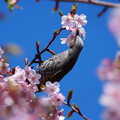 写真: 桜とヒヨドリ