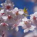 写真: 大漁桜（たいりょうざくら）