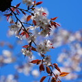 写真: 山桜（やまざくら）