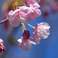 写真: 陽光桜（ようこうざくら）