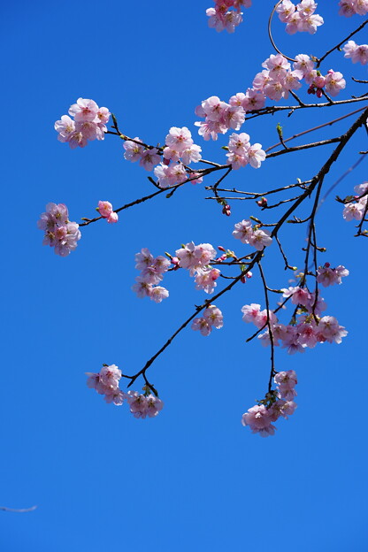 大漁桜(たいりょうざくら）
