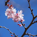 写真: 十月桜（じゅうがつざくら）